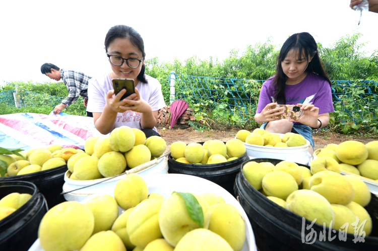 河北邯郸：特色种植拓宽农家致富路