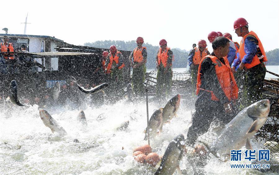 江西新余仙女湖：鱼跃年丰