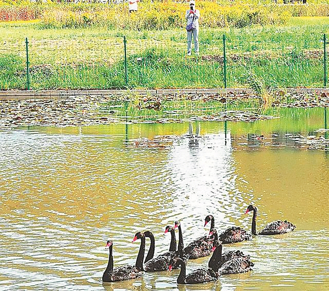 大庆 “湖经济”风生水起 全季旅游的“C位”担当