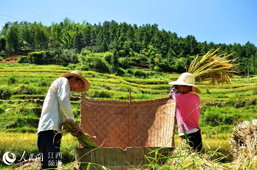 江西遂川：金秋时节梯田美