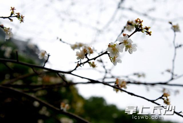 认错了季节 长沙望月公园樱花与桂花齐开放