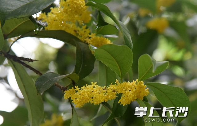 认错了季节 长沙望月公园樱花与桂花齐开放