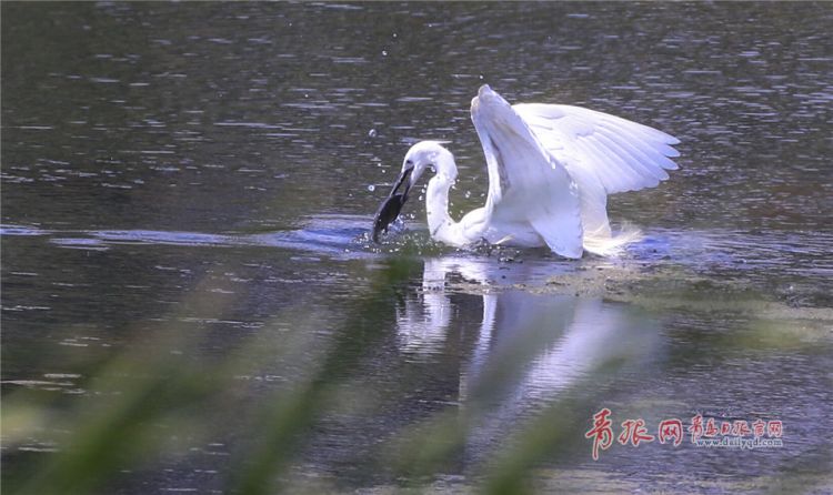 青岛：墨水河成候鸟天堂 鸥鹭河面起舞悠然觅食