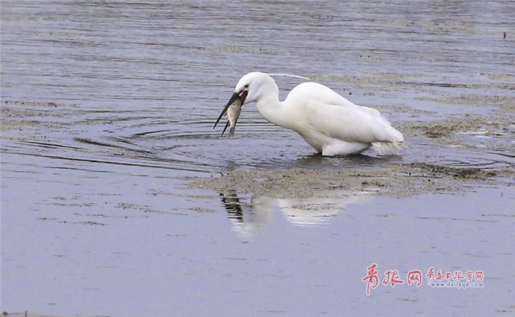 青岛：墨水河成候鸟天堂 鸥鹭河面起舞悠然觅食