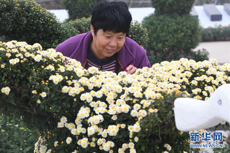 河北霸州：万盆金菊贺重阳