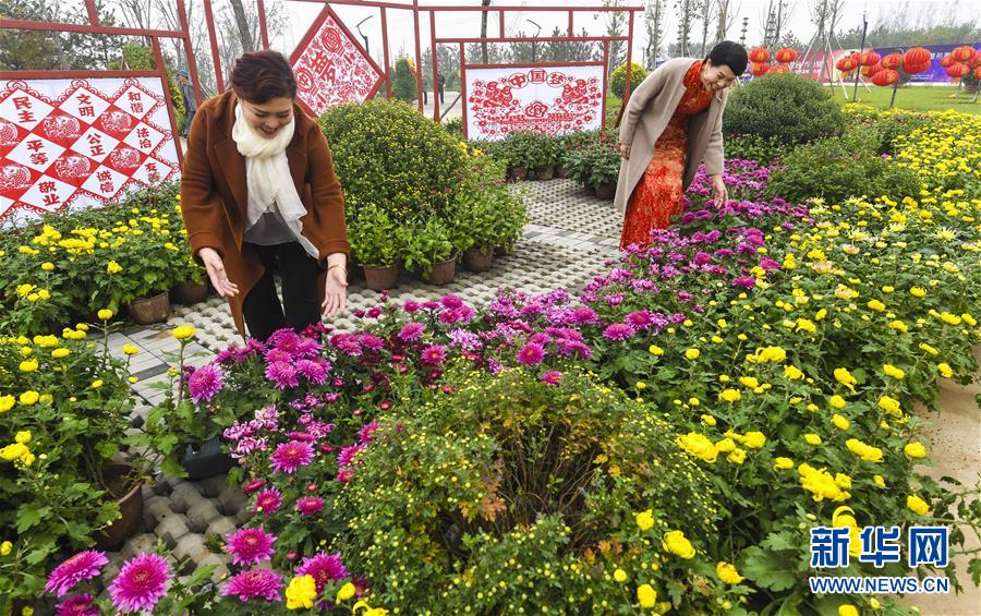 河北霸州：万盆金菊贺重阳