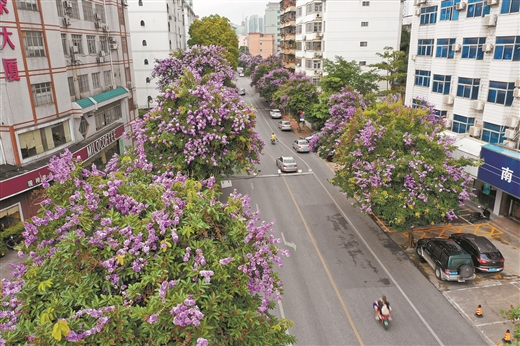 夏花绚烂满邕城