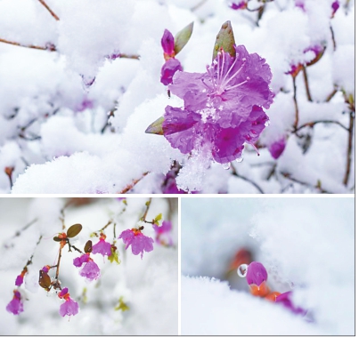 双鸭山：杜鹃映雪美如画