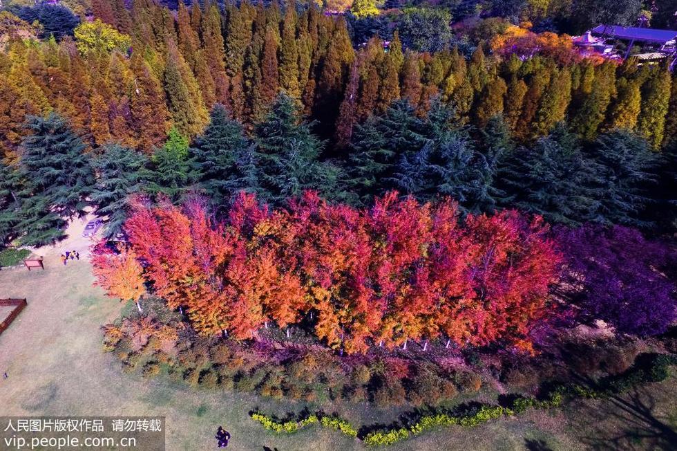 青岛层林尽染美如画 开启“最美”秋天模式