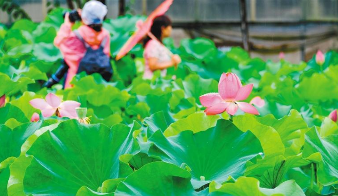 【中首 陕西  图】市民冒雨到丰庆公园观赏荷花_fororder_QQ图片20210809084618