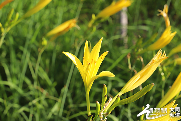 黄花乡里黄花香 大同街头黄花簇簇