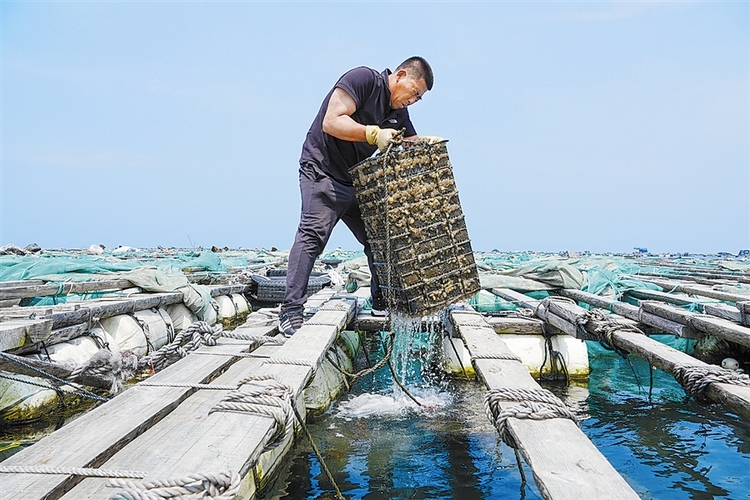 大连：深耕海洋牧场“土专家” 打造生态“蓝色粮仓”_fororder_3