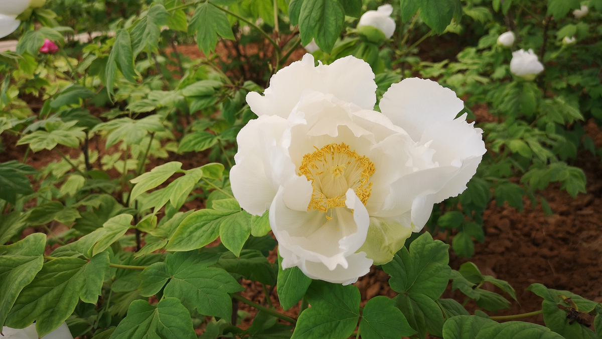 Peonies in peak bloom in central China's Henan Province_fororder_e90ba024519d46918b9a7d8abef77401