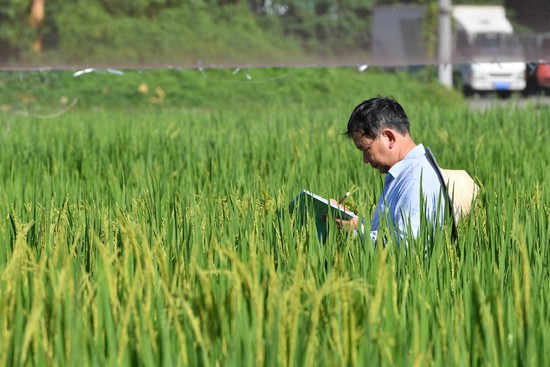 这个暑假怎么过？ 跟着导师下稻田