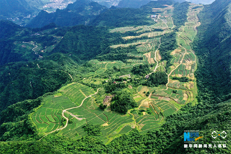 【城市远洋带图】航拍重庆黔江：宜机化改造撂荒地 高山梯田长势喜人