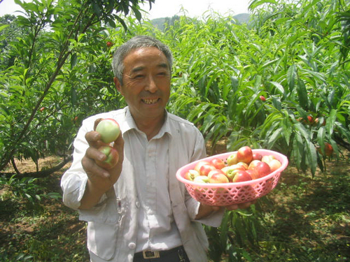 【河南供稿】南阳市内乡县小油桃做成大产业