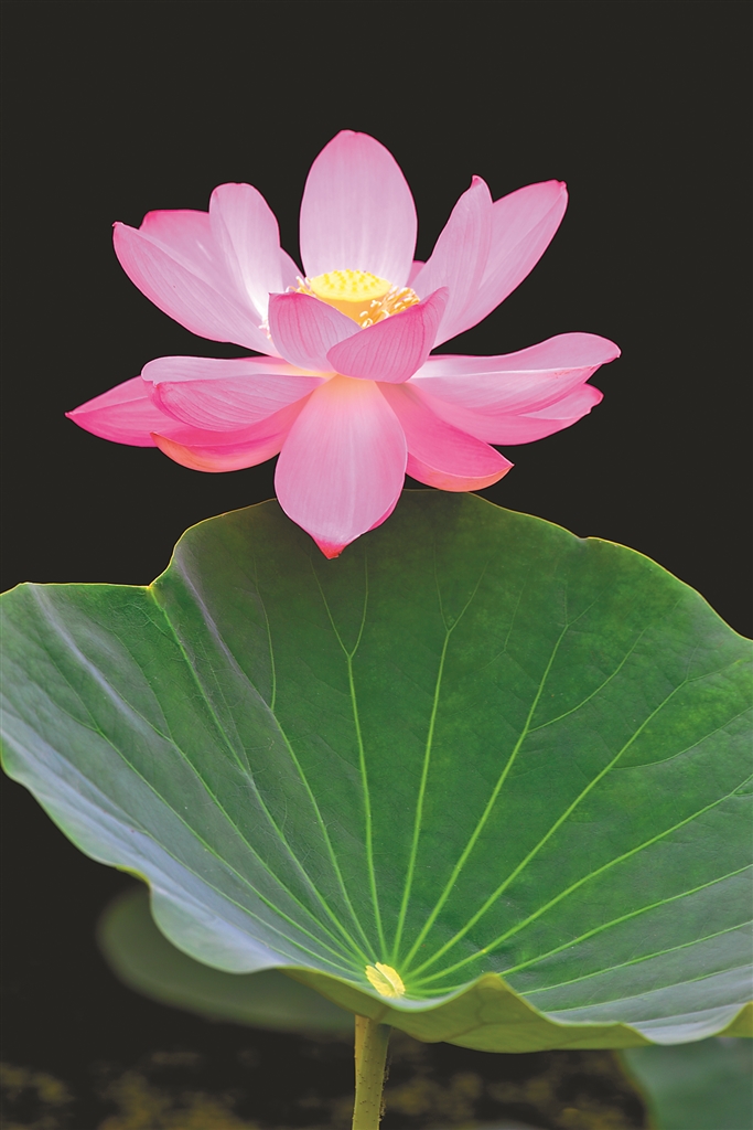 方正莲花节 一季花开引来百业繁华