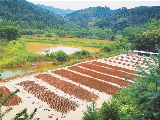 广西藤县：八角飘香 带富一方