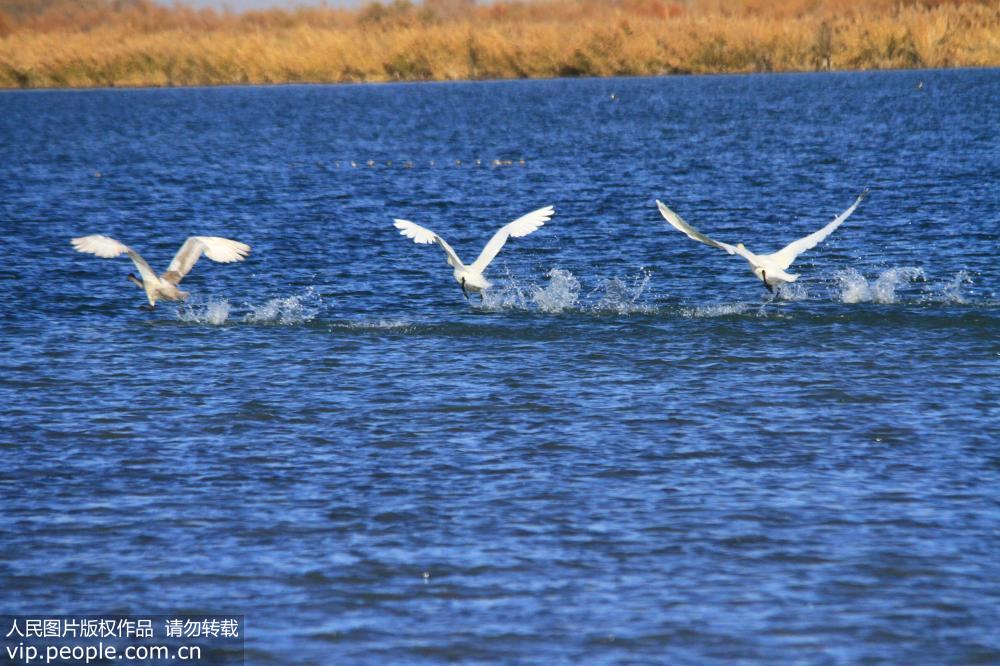 大批天鹅来到甘肃张掖黑河湿地越冬