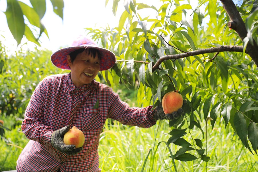 福建明溪：黄桃树结出致富“幸福果”