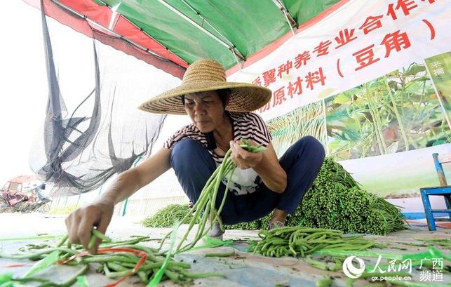 种植豆角助脱贫