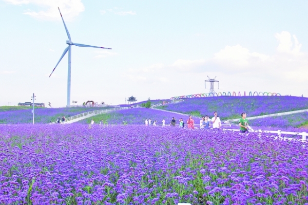 （中首）贵阳花溪高坡乡：紫色花海迎客来