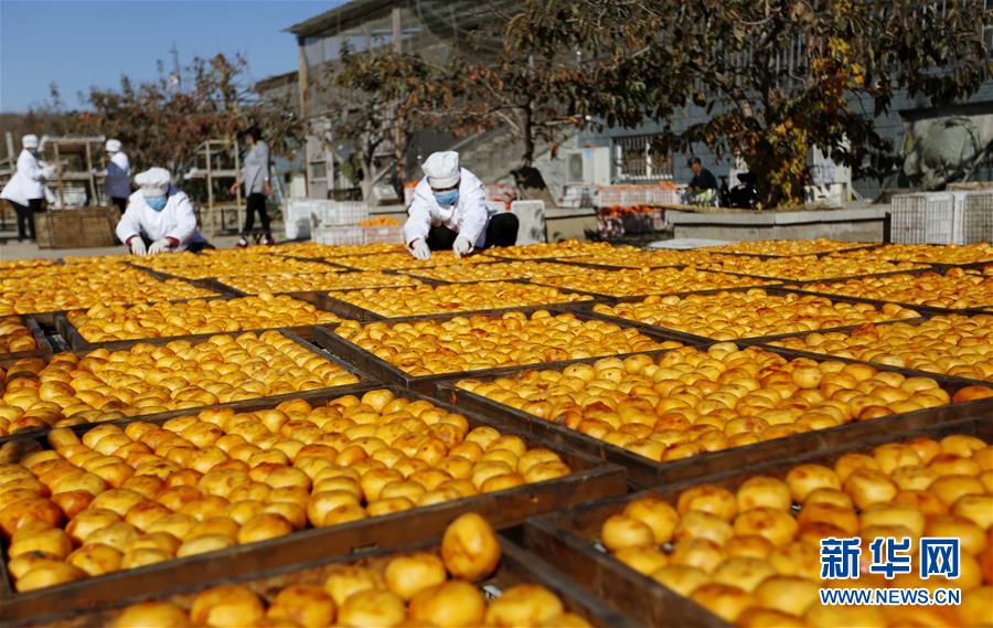 山东沂南：金秋柿饼飘香