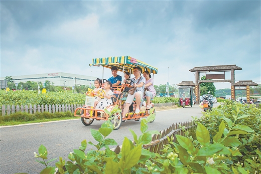 广西横州市：谱写“世界茉莉花都”发展新华章