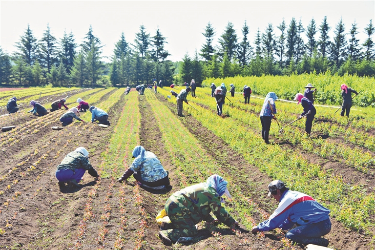 大兴安岭：寒地中草药全产业链条“舞起来”