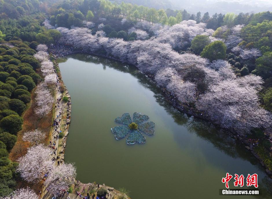 湖南省植物园千株樱花盛开 梦幻花海醉游客