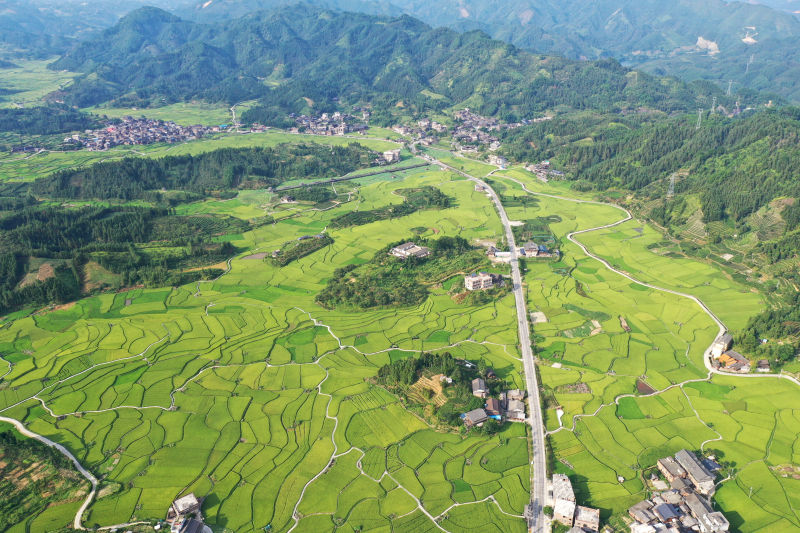 广西三江：稻田阡陌纵横美如画