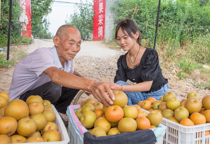 平顶山市鲁山县五里岭酥梨喜获丰收