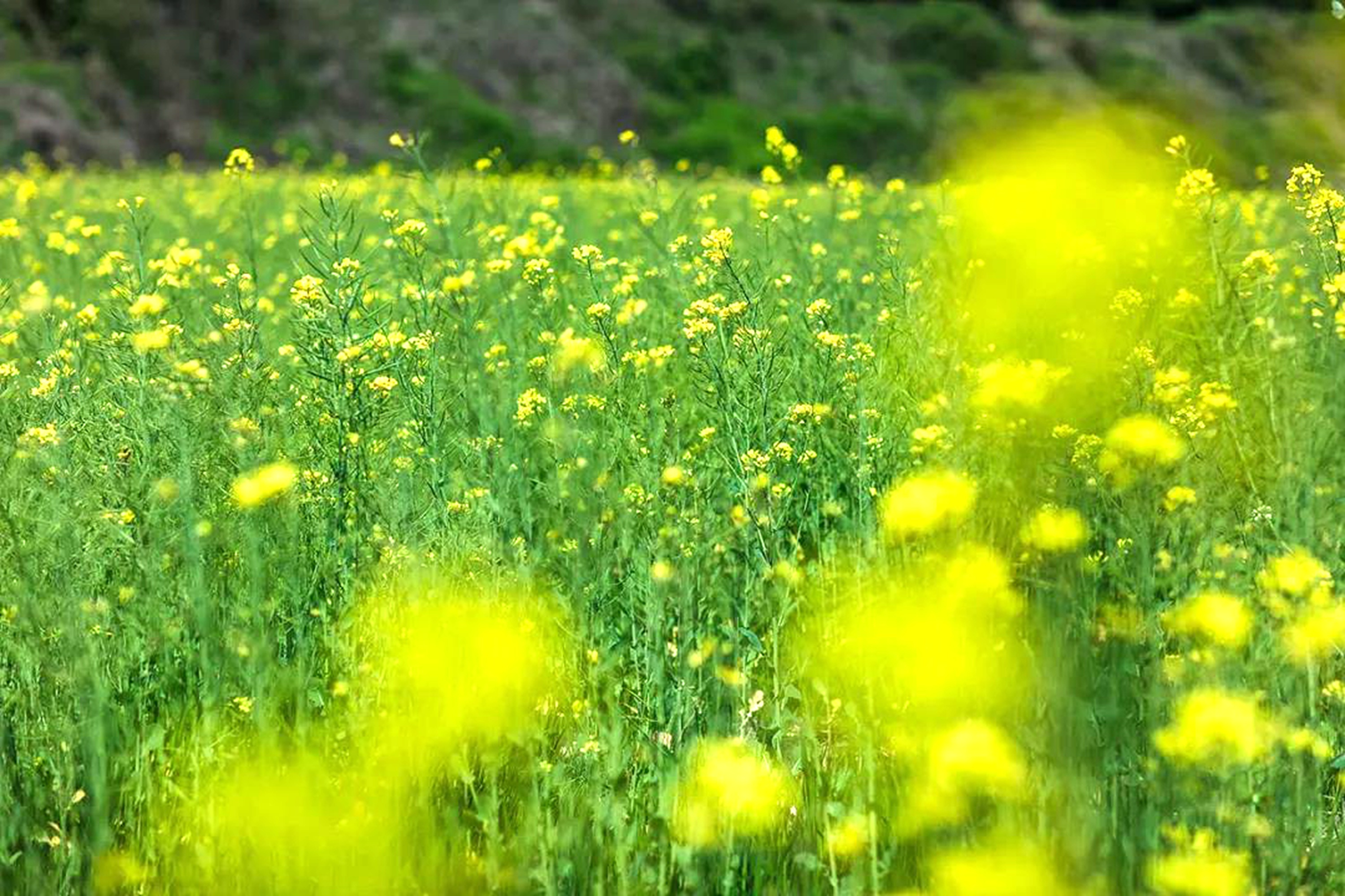 苏州贡山岛：人间天堂 处处惊艳