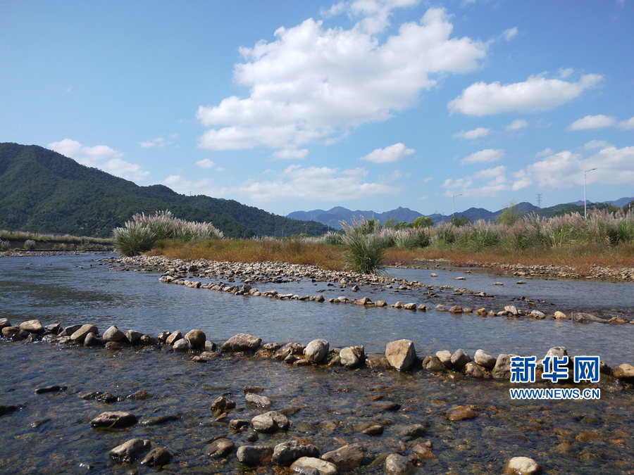 带你走进三门横渡 感受花絮飘飞芦苇丛（图）