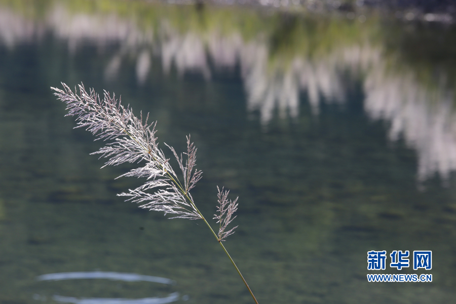 带你走进三门横渡 感受花絮飘飞芦苇丛（图）