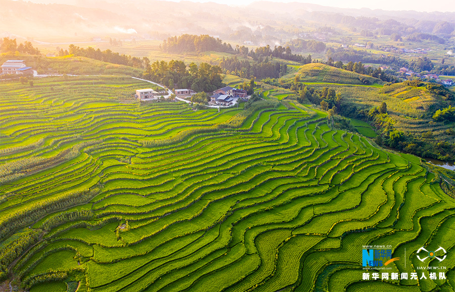 【“飞阅”中国】航拍重庆盐井梯田 俯瞰夏日田园美景