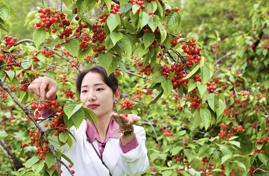 洛阳西工区高质量推进文旅融合示范区建设