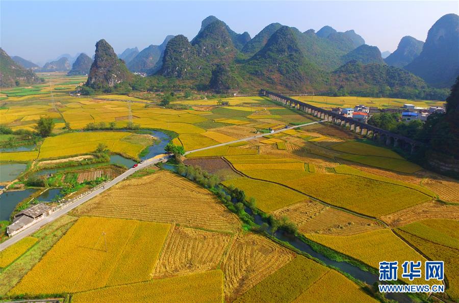 广西柳州：稻花香里说丰年