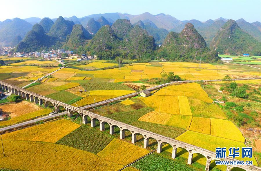 广西柳州：稻花香里说丰年