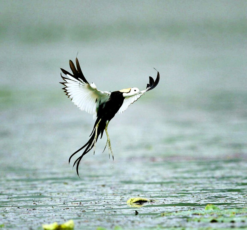 信阳淮滨：荷深水风阔 雨过清香发