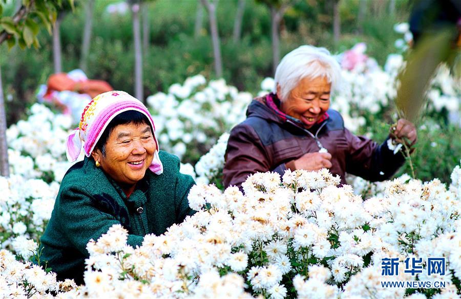 河北馆陶：花开致富路