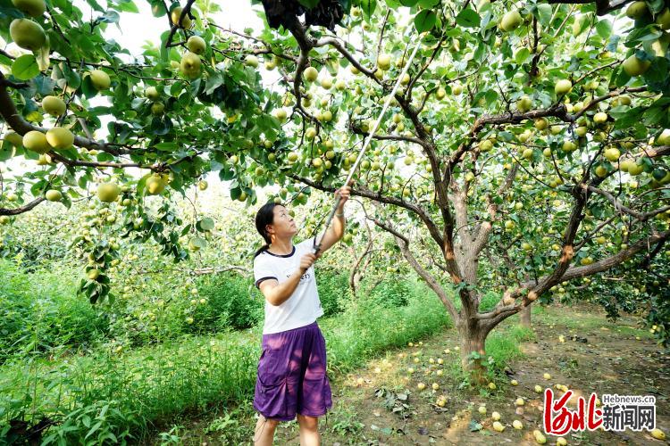 河北：特色种植富农家