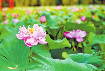 南阳：生态宜居家园美 不负夏日好时光