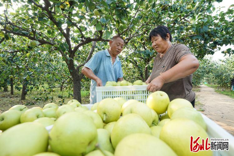 河北：特色种植富农家