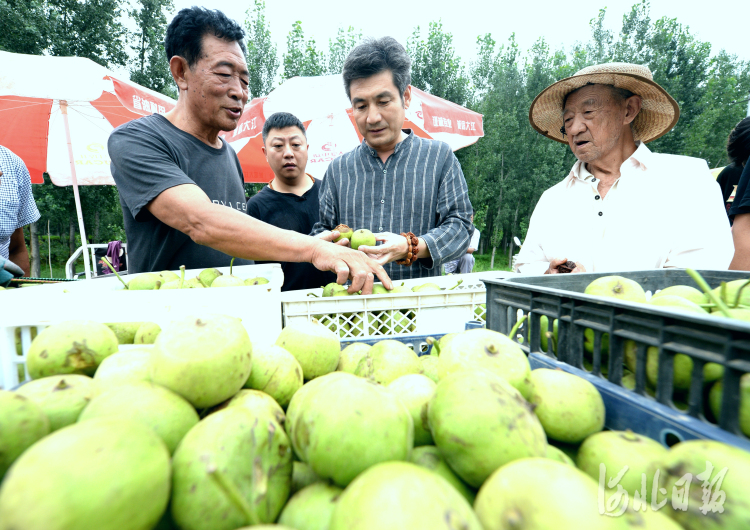 河北涞水：麻核桃产业 助农增收