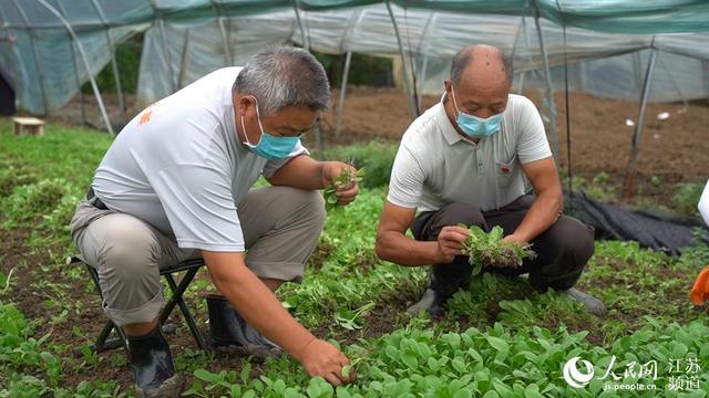 江苏：爱心助农抗疫情