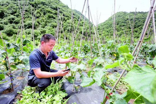 （大头条）“云上农场”种蔬菜　订单农业精准销