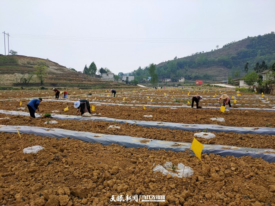 （要闻）大方县千方百计助农增收巩固脱贫攻坚成果