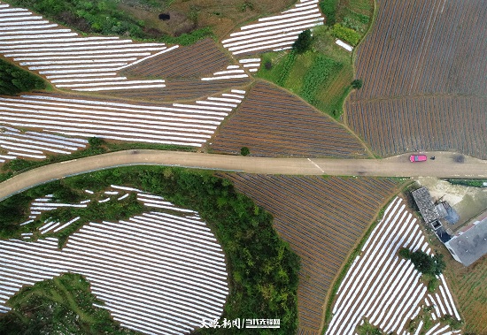 （要闻）大方县千方百计助农增收巩固脱贫攻坚成果