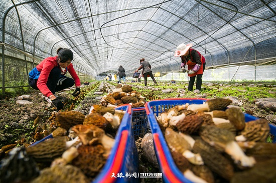 （要闻）大方县千方百计助农增收巩固脱贫攻坚成果